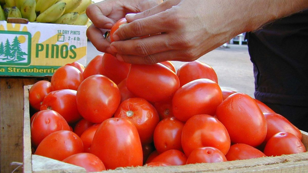Arancel al jitomate mexicano encareció el producto en EU, asegura Ebrard