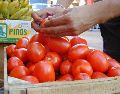 Para Ebrard, la medida no benefició a los productores de Florida pero sí permitió que otros países ganaran terreno en el mercado estadounidense. SUN/ARCHIVO