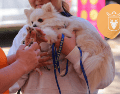 Vacunar a una mascota no solo mejora su calidad de vida, sino que también te permite disfrutar de su compañía por mucho más tiempo. ESPECIAL/ Facebook/ Protección Animal Zapopan/ Gobierno de Zapopan