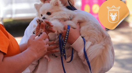 Vacunar a una mascota no solo mejora su calidad de vida, sino que también te permite disfrutar de su compañía por mucho más tiempo. ESPECIAL/ Facebook/ Protección Animal Zapopan/ Gobierno de Zapopan