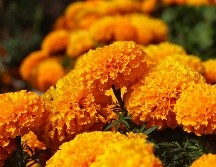 El secreto para que tus flores permanezcan durante los días más significativos, es elegirlas bien desde el principio. UNSPLASH
