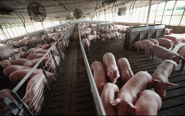 La porcicultura de Jalisco representa una actividad estratégica para la generación de empleos y el fortalecimiento de la seguridad alimentaria del país. AFP/Archivo