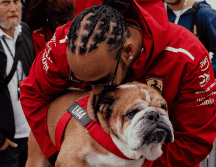 La Fórmula 1 rinde un conmovedor homenaje a Roscoe, el fallecido perrito de Lewis Hamilton. ESPECIAL/ INSTAGRAM/ @lewishamilton