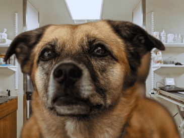 El perrito fue trasladado a una clínica veterinaria local, donde quedó hospitalizado para recibir atención médica especializada en la pata afectada. ESPECIAL / CANVA