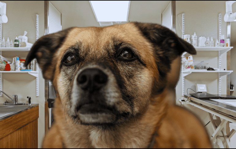 El perrito fue trasladado a una clínica veterinaria local, donde quedó hospitalizado para recibir atención médica especializada en la pata afectada. ESPECIAL / CANVA