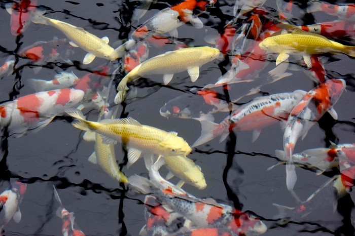 This photo taken on November 30 - This photo taken on November 30, 2017 shows nishikigoi koi carp being bred for future contests at the Kurihara Fish Farm in Kazo, Saitama prefecture. Hand-reared for their colour and beauty, koi carp have become an iconic symbol of Japan that can sell for hundreds of thousands of dollars and even participate in fishy beauty contests. / AFP / Toru YAMANAKA / TO GO WITH Japan-culture-animal-fish, FEATURE by Etienne BALMER JAPAN-CULTURE-ANIMAL-FISH - TO GO WITH Japan-culture-animal-fish, FEATURE by Etienne BALMER / TO GO WITH Japan-culture-animal-fish, FEATURE by Etienne BALMER