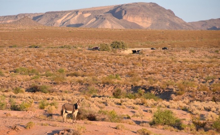 ACOMPAÑA CRÓNICA: EEUU ANIMALES. MIA12. HALLORAN SPRINGS (CA, EE.UU.), 06/09/2019.- Fotografía del 1 de septiembre de 2019 que muestra un burro salvaje en el área de Halloran Springs, en el desierto de Mojave, California (Estados Unidos). En el desierto californiano de Mojave zumban las moscas sobre decenas de putrefactos burros salvajes masacrados a balazos por 