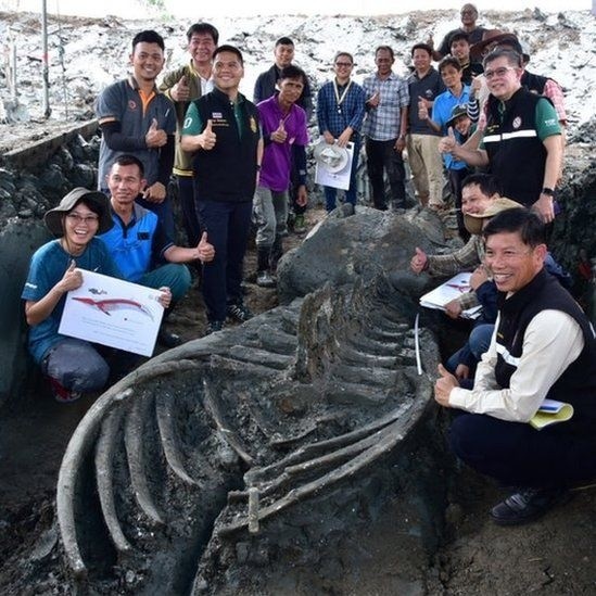 Hallan en Tailandia el esqueleto casi intacto de una ballena de hace al menos 3.000 años | El Informador
