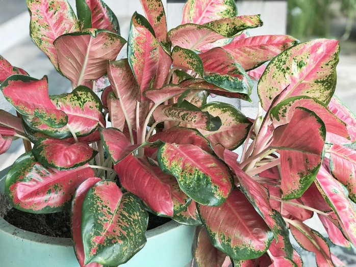 Plantas color rosa perfectas para interiores | El Informador