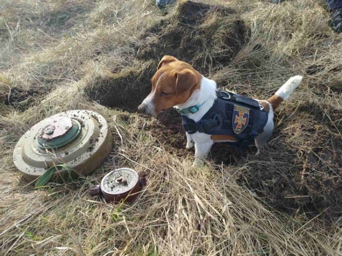 Patron, el perrito que detecta minas rusas en Ucrania