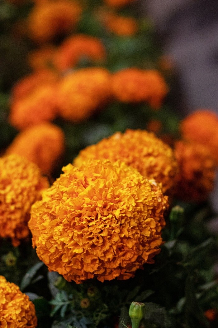 Día de Muertos: 6 curiosidades de la flor de cempasúchil | El Informador