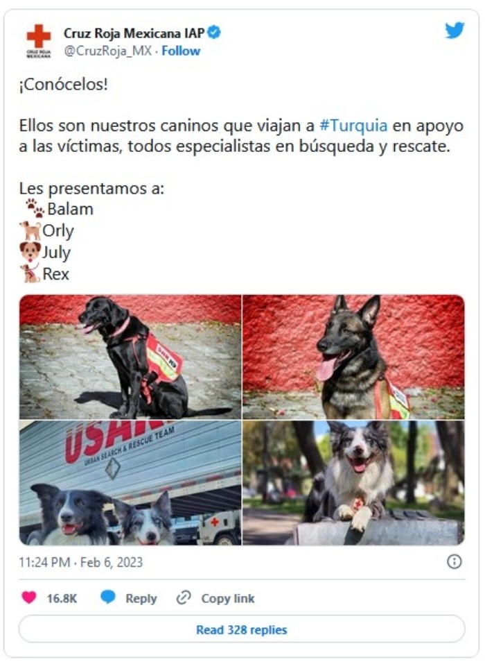 ¡Lomitos mexicanos! Ellos son los perritos rescatistas que apoyarán a Turquía y Siria tras sismos