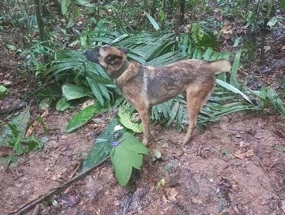 Perro Wilson durante las labores de búsqueda de los menores. FACEBOOK/Fuerzas Militares de Colombia