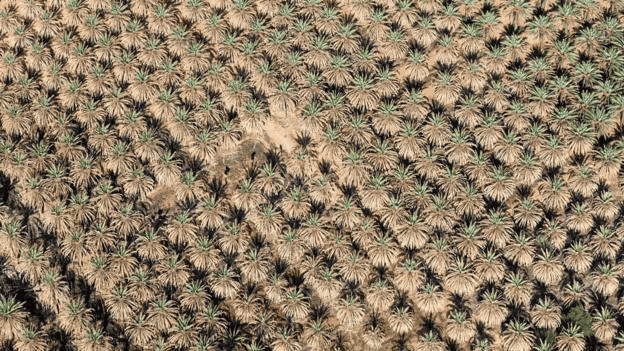 Los pueblos de AlUla mostraron un ingenioso aprovechamiento de los recursos, como muestra esta imagen de las prolíficas palmeras datileras de la zona. YULIA DENISYUK