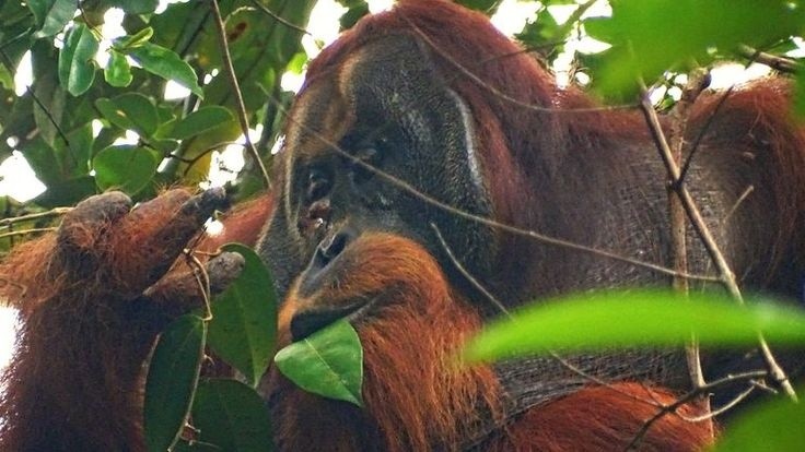 La planta Akar Kuning es una enredadera que fue muy usada por un orangután macho para tratarse una herida que tenía en su rostro.&nbsp;PINTEREST/ US 99 News