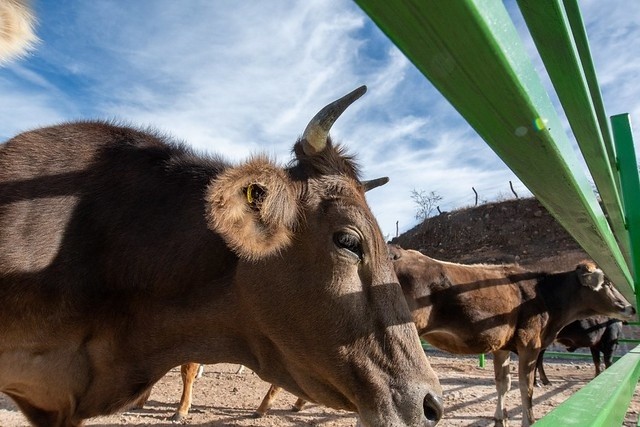 &nbsp;ESPECIAL/ GOBIERNO DE TLAJOMULCO&nbsp;