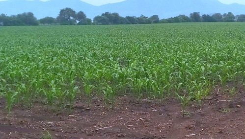 &nbsp;ESPECIAL/ GOBIERNO DE TLAJOMULCO