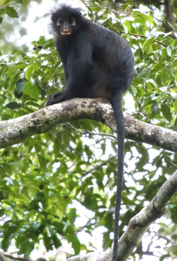 En la misma región que los likweli se identificó en 2012 a otra nueva especie de mono, el lesula.&nbsp;EFE / D. Rosengren 