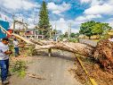 La caída de árboles, como éste de Avenida Vallarta, han afectado diversos servicios. EL INFORMADOR/ A. Navarro